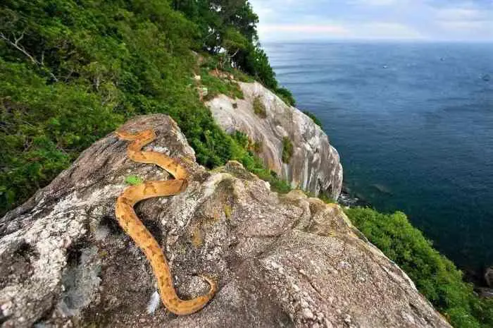 Snake Island Brazil, Pulau Paling Berbahaya di Dunia yang Dilarang Dikunjungi